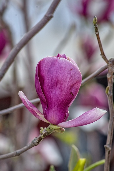 magnolia 2023.35_dt.jpg