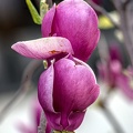 magnolia 2023.36 dt