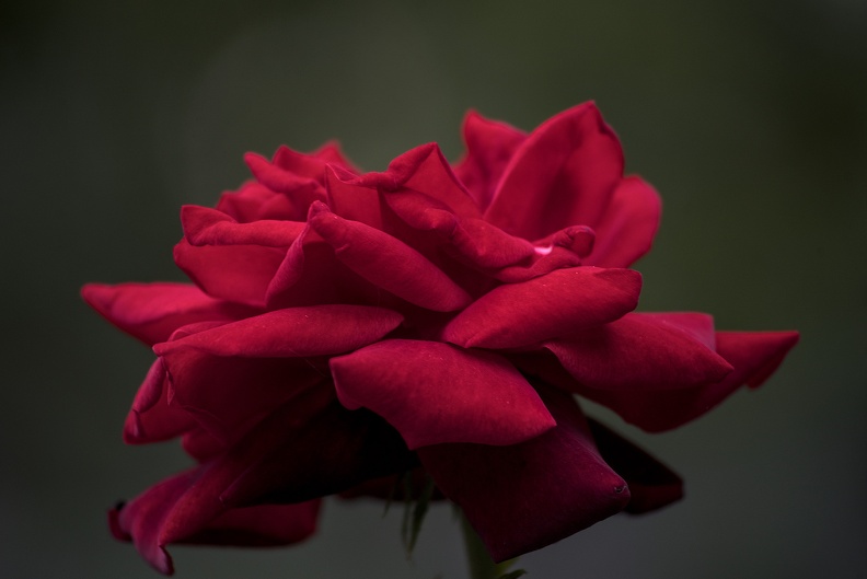rosa centifolia 2023.48_dt (1).jpg