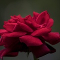 rosa centifolia 2023.48 dt (1)