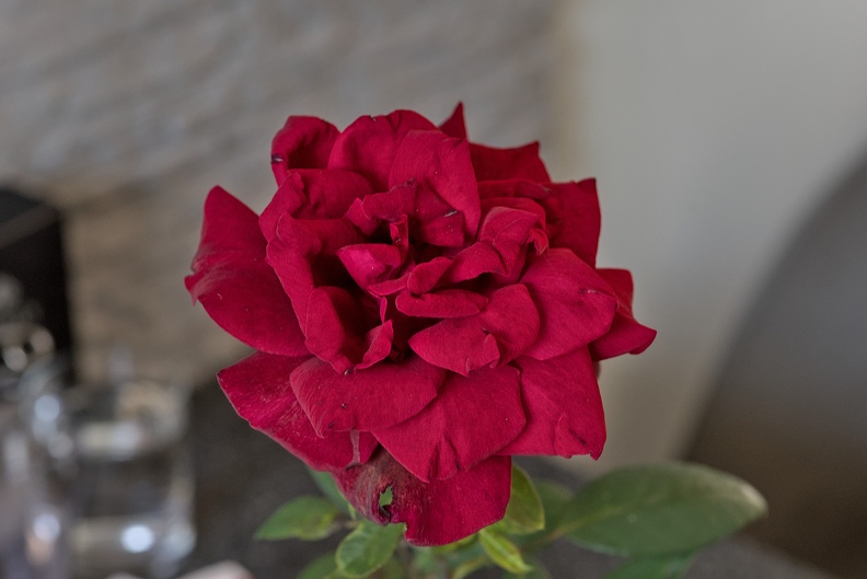 rosa centifolia 2023.50_dt (1).jpg