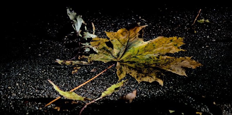 leaves 2023.09_dt.jpg