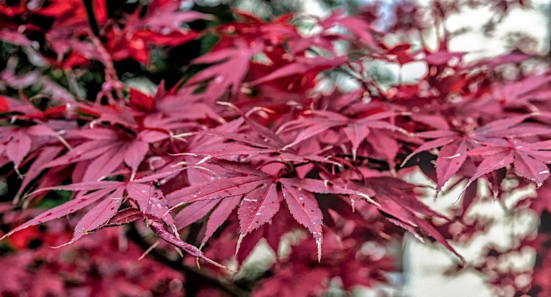 red.leaves.2023.01_dt.jpg