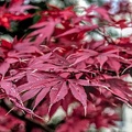 red.leaves.2023.01_dt.jpg
