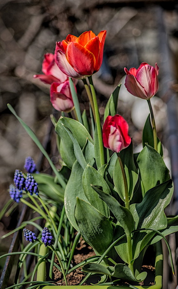 la tulipe.2024.01_dt.jpg
