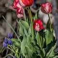 la tulipe.2024.01 dt