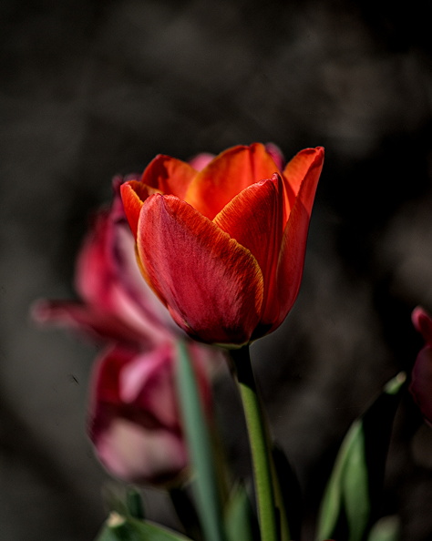la tulipes 2024.02_dt.jpg