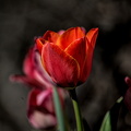 la tulipes 2024.02 dt