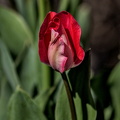 la tulipes 2024.03 dt