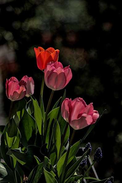 la tulipes 2024.04_dt.jpg