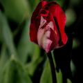 la tulipes 2024.06_dt.jpg