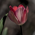 la tulipes 2024.07 dt