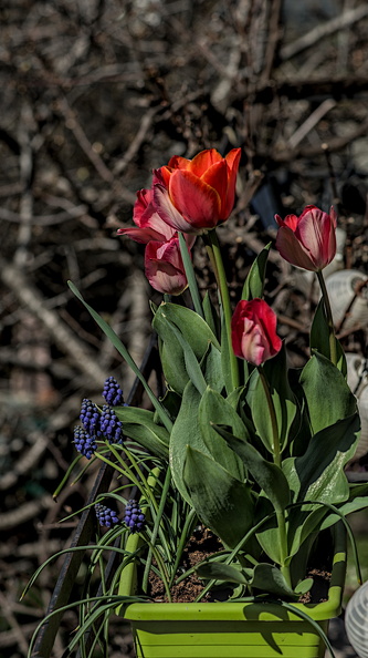 la tulipes 2024.08_dt.jpg