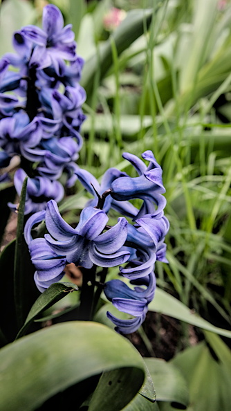 hyacinthus 2024.01_dt.jpg