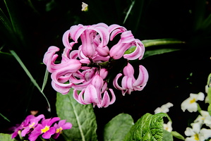 hyacinthus 2024.02 dt