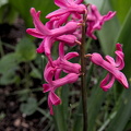 hyacinthus 2024.03 dt