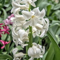 hyacinthus 2024.04_dt.jpg