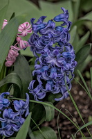 hyacinthus 2024.05 dt
