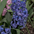 hyacinthus 2024.05 dt
