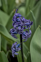 hyacinthus 2024.06 dt