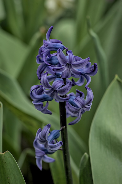 hyacinthus 2024.06_dt.jpg