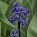 hyacinthus 2024.06_dt.jpg