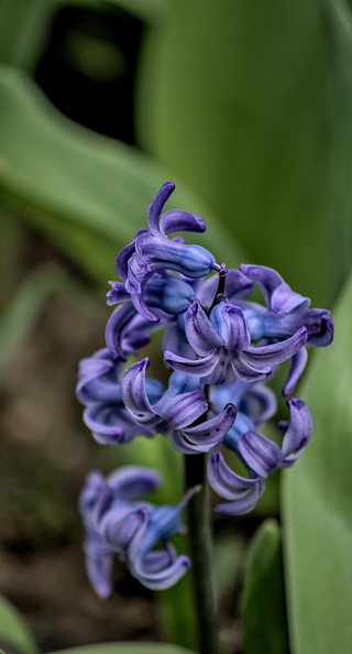 hyacinthus 2024.07_dt.jpg