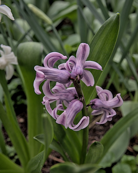 hyacinthus 2024.08_dt.jpg