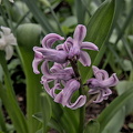 hyacinthus 2024.08_dt.jpg
