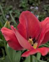 la tulipes 2024.10 dt