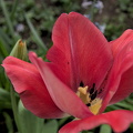 la tulipes 2024.10 dt