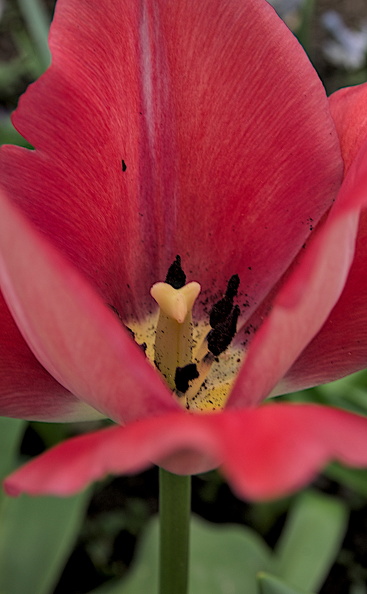 la tulipes 2024.11_dt (2).jpg