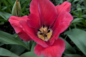 la tulipes 2024.12 dt