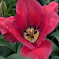 la tulipes 2024.12 dt