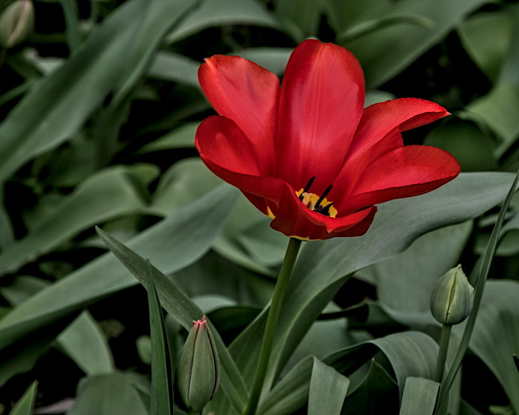 la tulipes 2024.13_dt.jpg