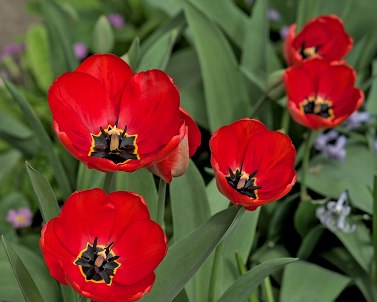 la tulipes 2024.16_dt.jpg