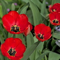 la tulipes 2024.16_dt.jpg