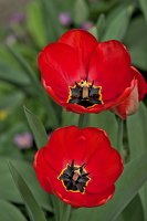 la tulipes 2024.15 dt