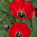 la tulipes 2024.15_dt.jpg