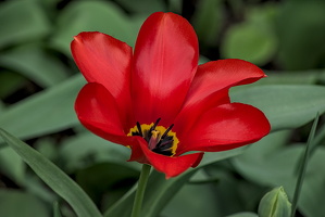 la tulipes 2024.20 dt