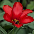 la tulipes 2024.20_dt.jpg