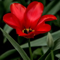 la tulipes 2024.23_dt.jpg