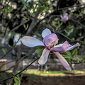 magnolia 2024.01 dt