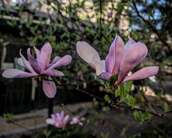 magnolia 2024.02 dt