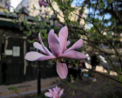magnolia 2024.03 dt