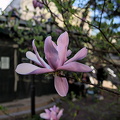 magnolia 2024.03_dt.jpg