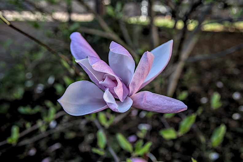magnolia 2024.04_dt.jpg