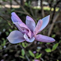 magnolia 2024.04 dt