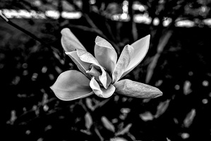 magnolia 2024.04 dt bw