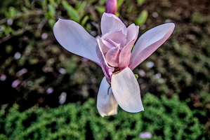 magnolia 2024.05 dt